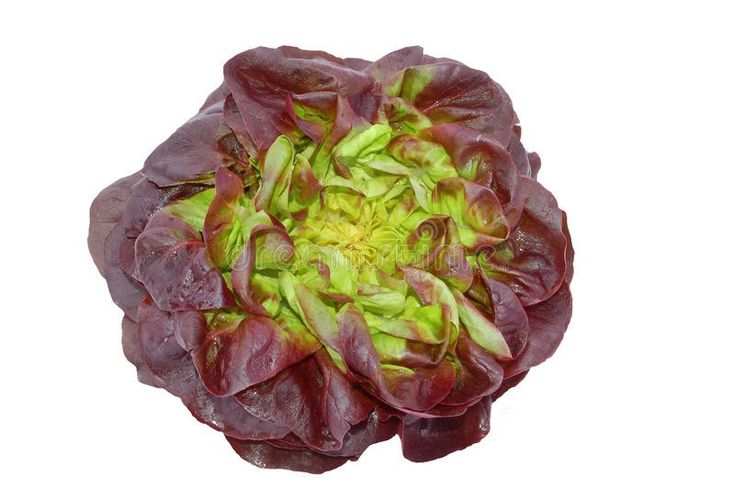 Lechuga Francesa