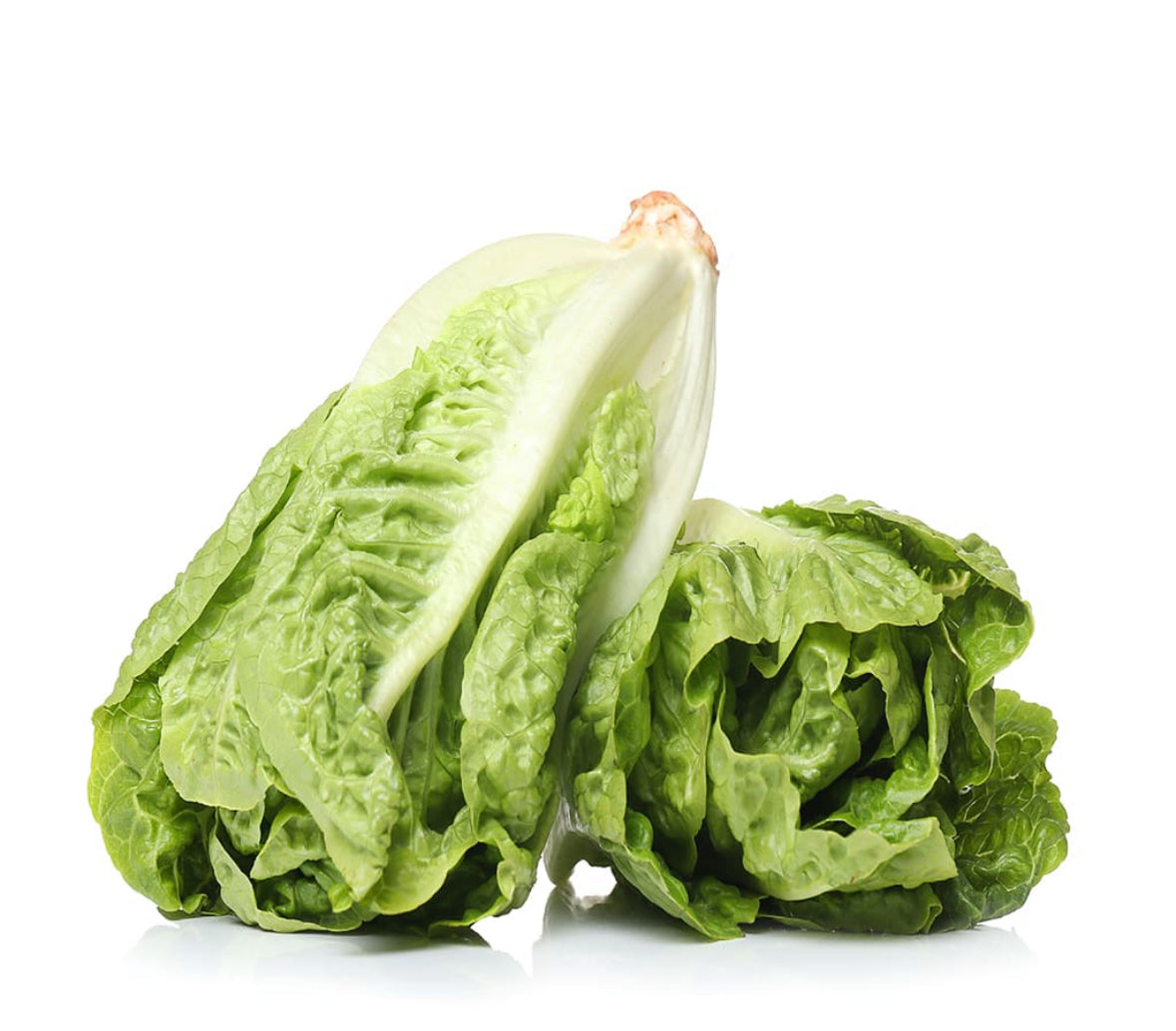 Lechuga Chilena