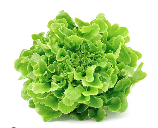 Lechuga Marina