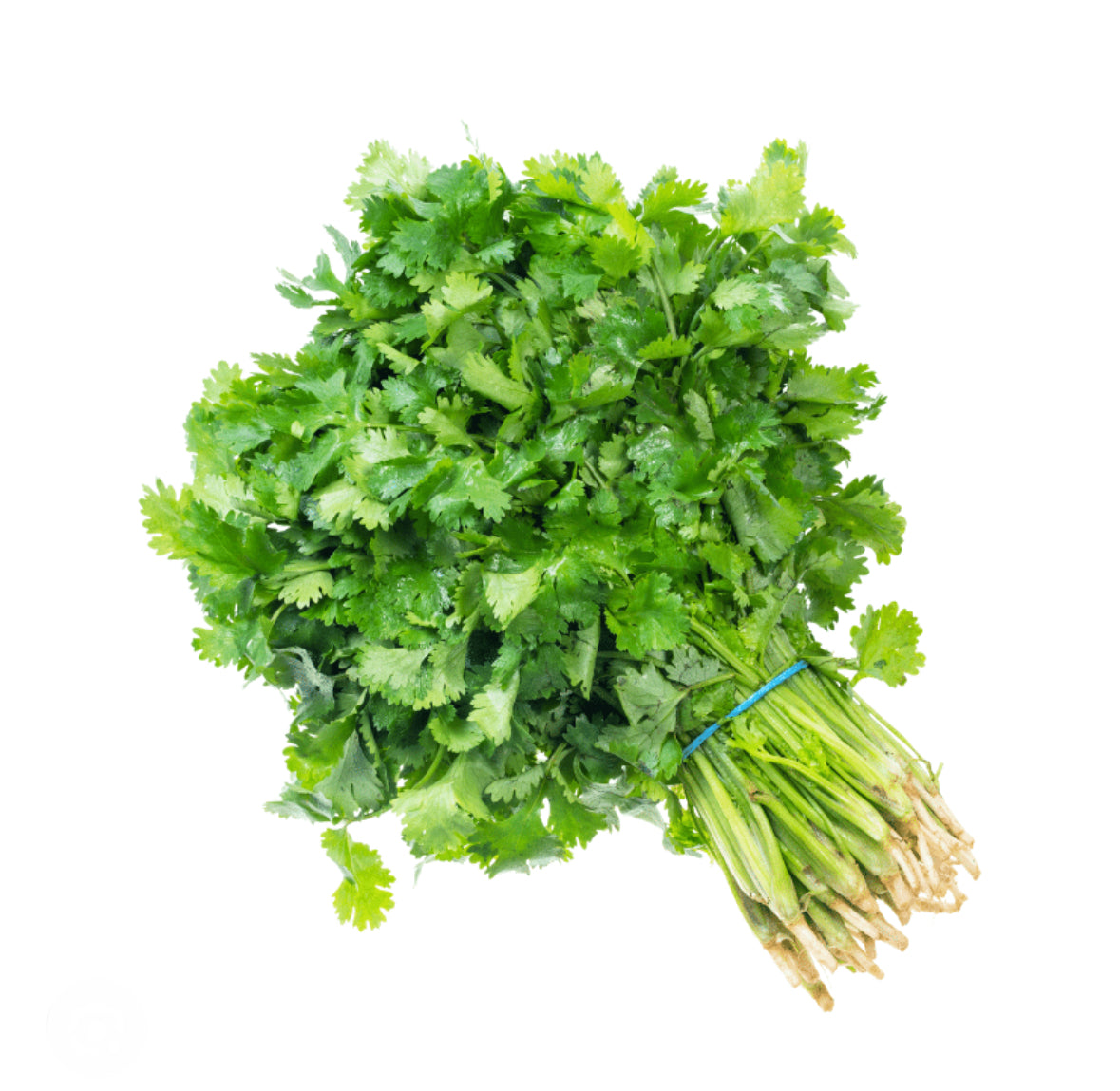 Cilantro